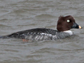 Common Goldeneye
